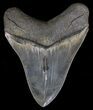 Colorful, Serrated Megalodon Tooth #18352-2